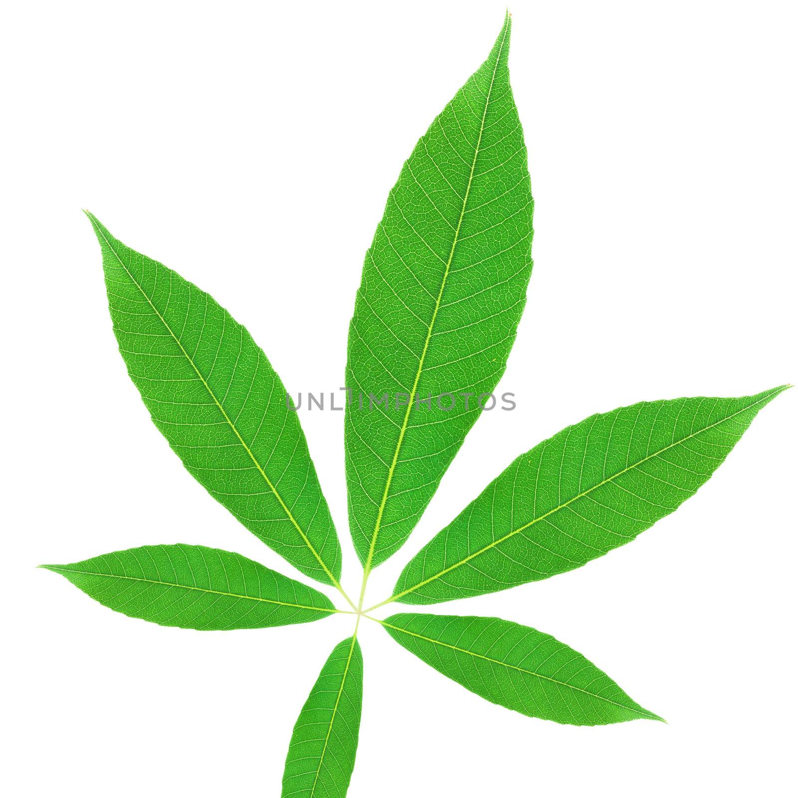 Green leaf by ozaiachin