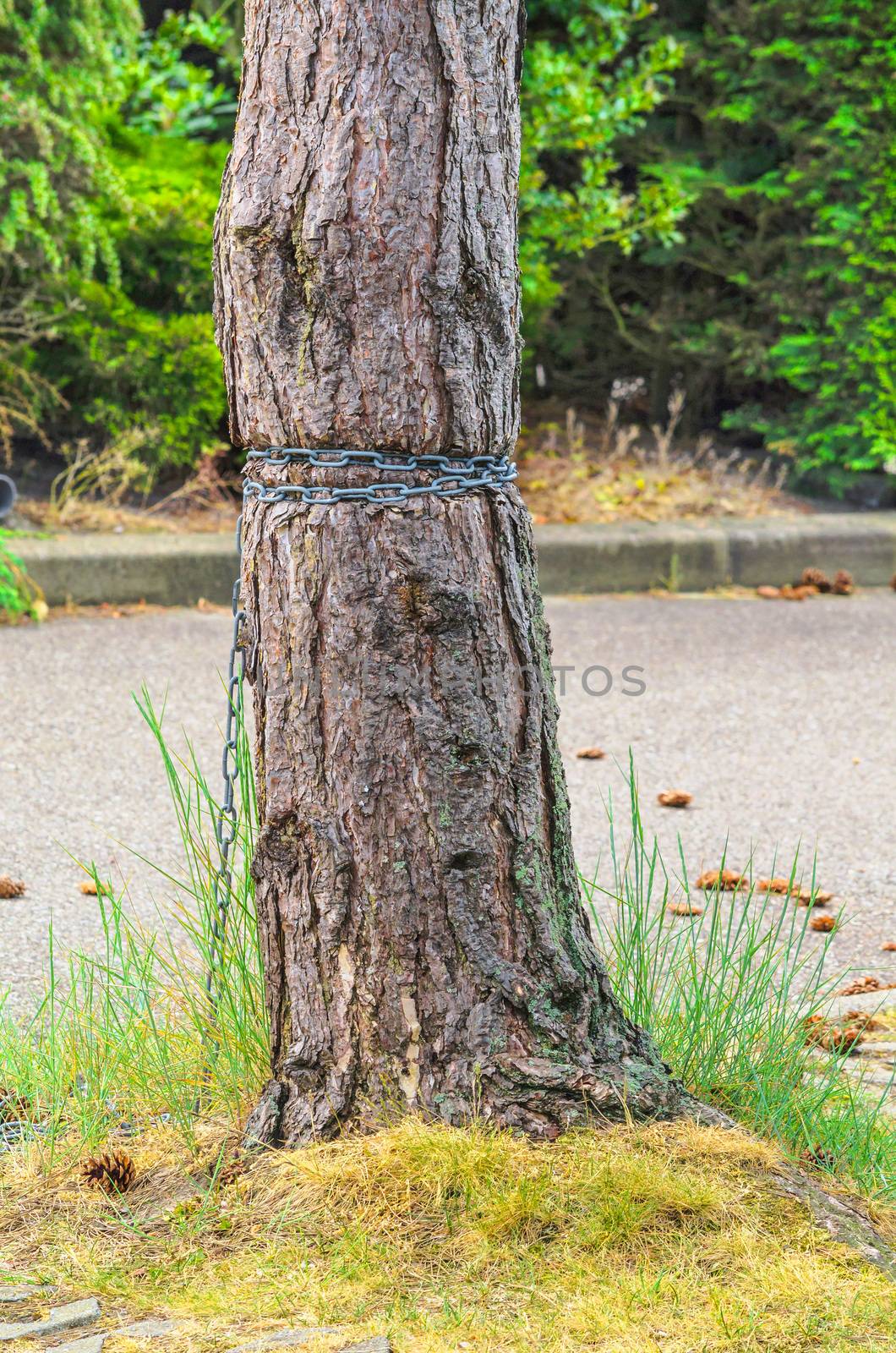 Injured Barkskin. Ingrown iron chain in a tree bark.