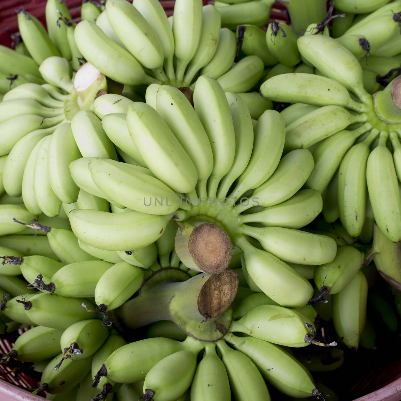 Green banana bundle in basket ready to sell