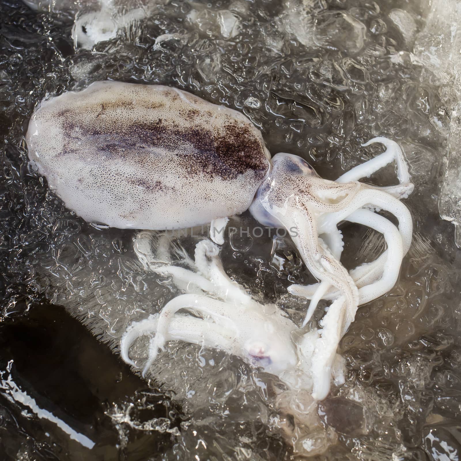Raw octopus ready for sell in market