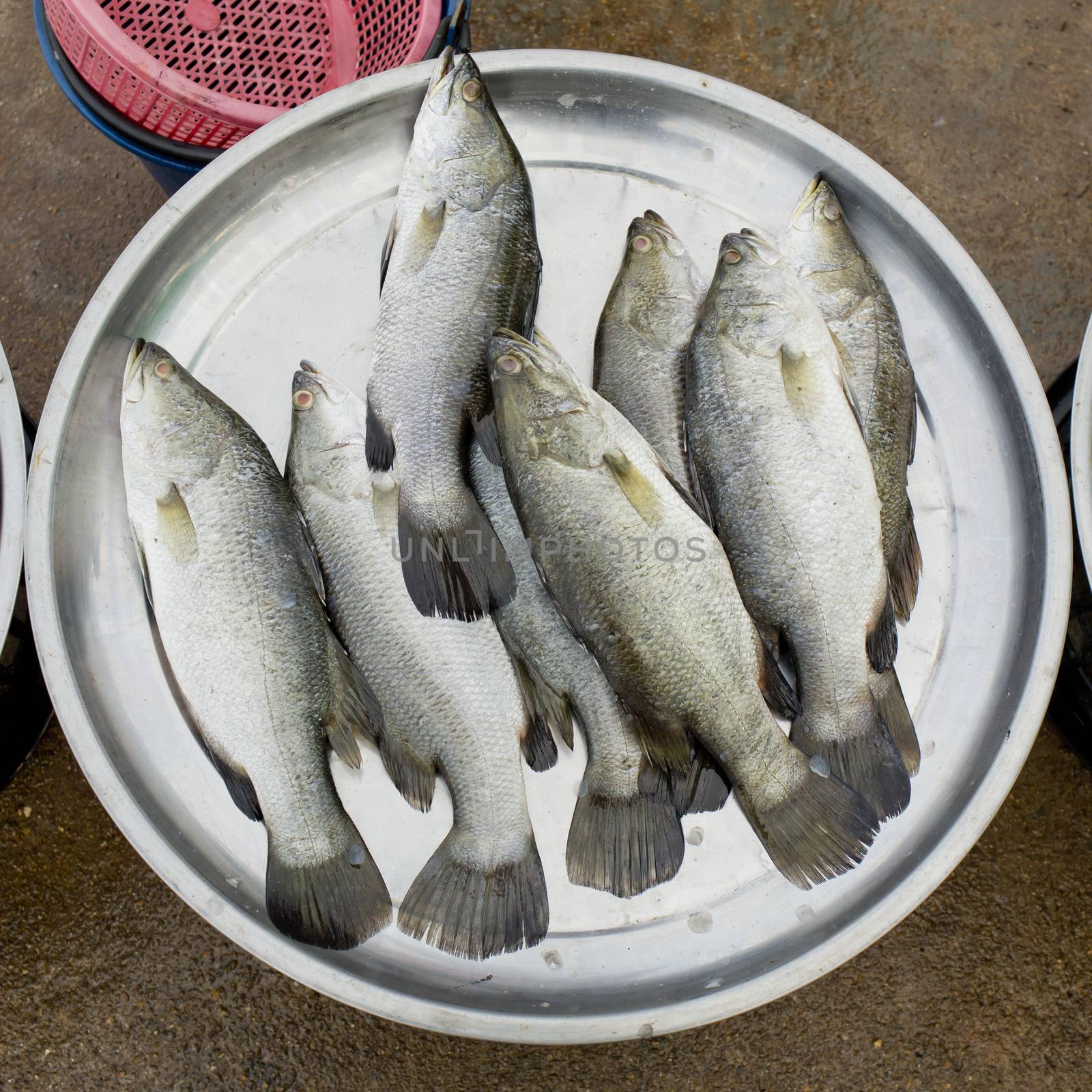 Fresh fishes at the fish market