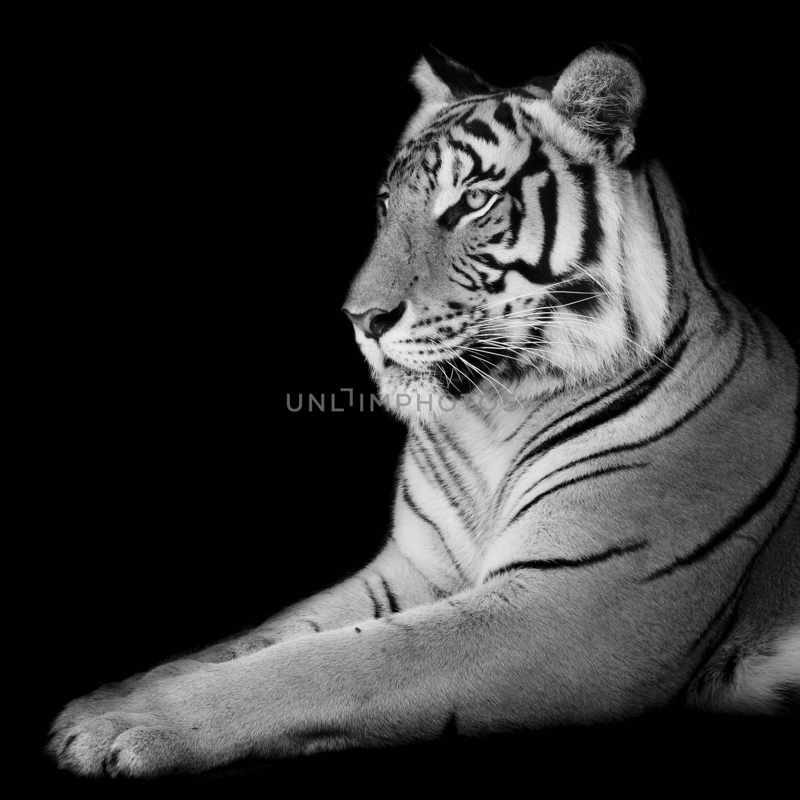 Black & White Beautiful tiger - isolated on black background