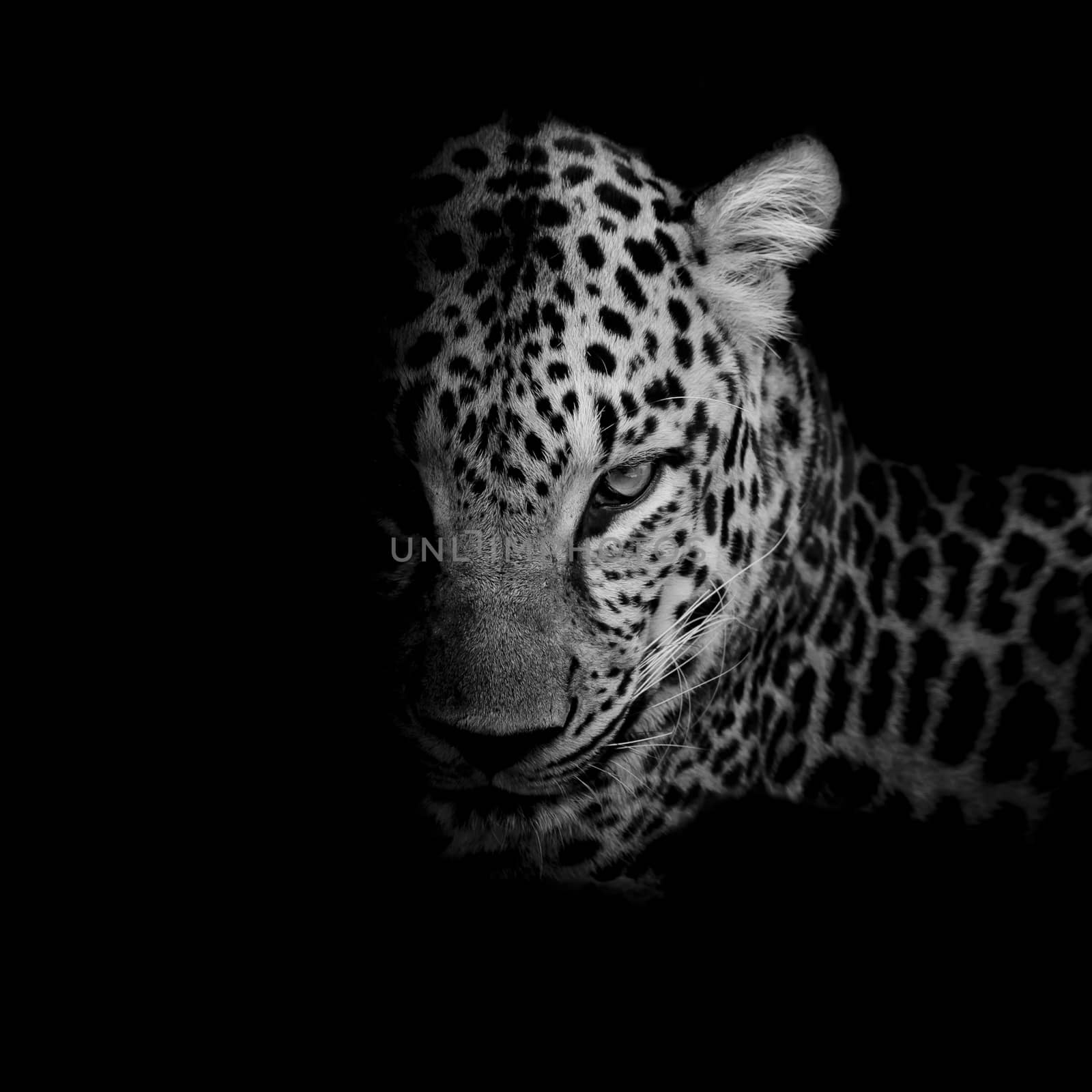 black & white Leopard portrait isolate on black background