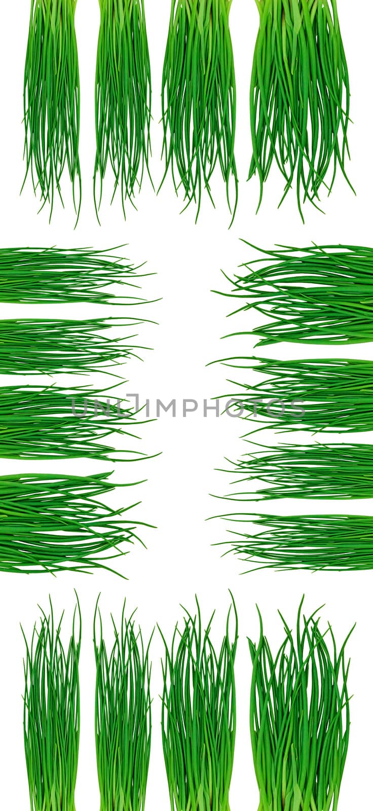 Green grass on the white background
