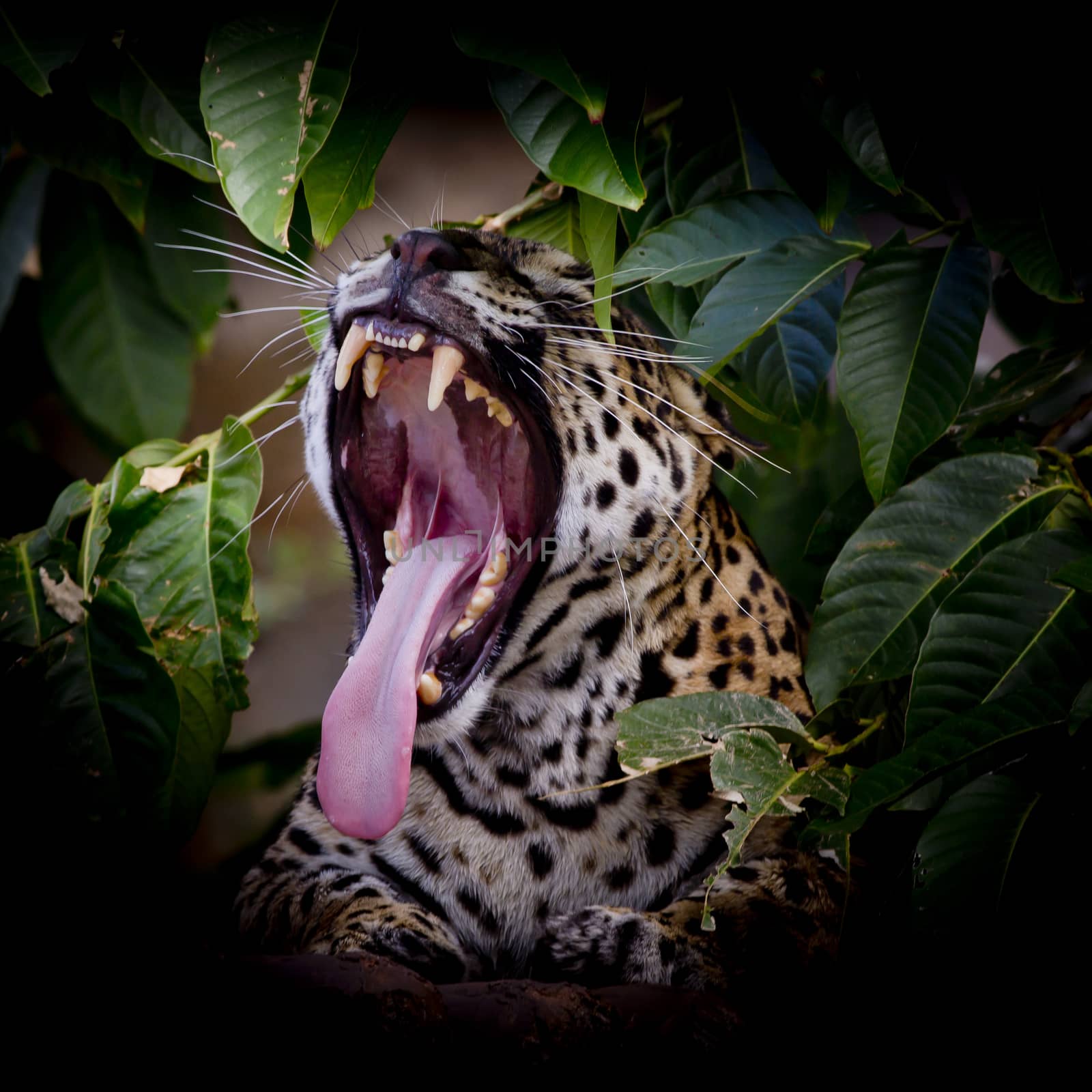 Leopard portrait sticking out tongue in wild