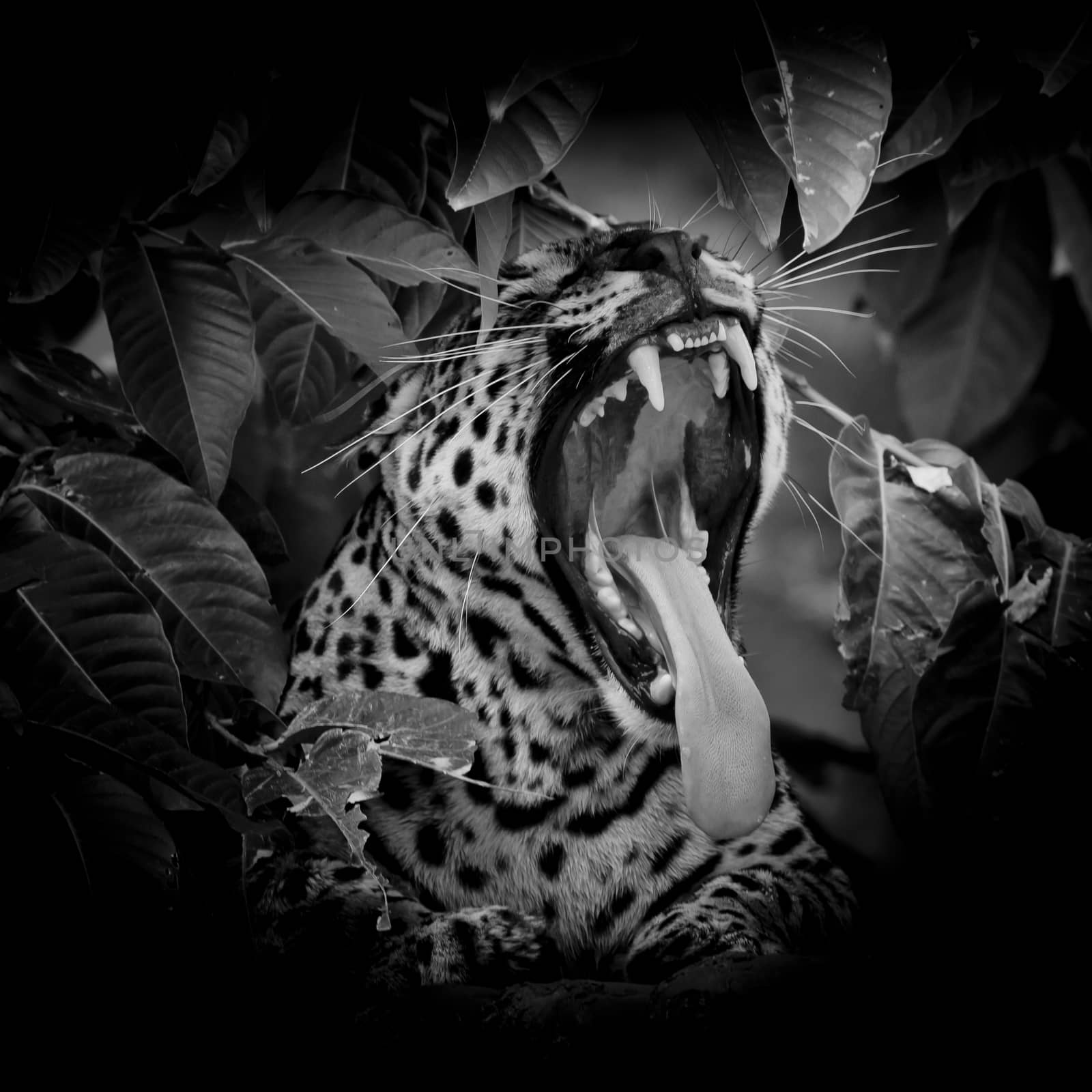 black & white Leopard portrait sticking out tongue in wild isolate on black background