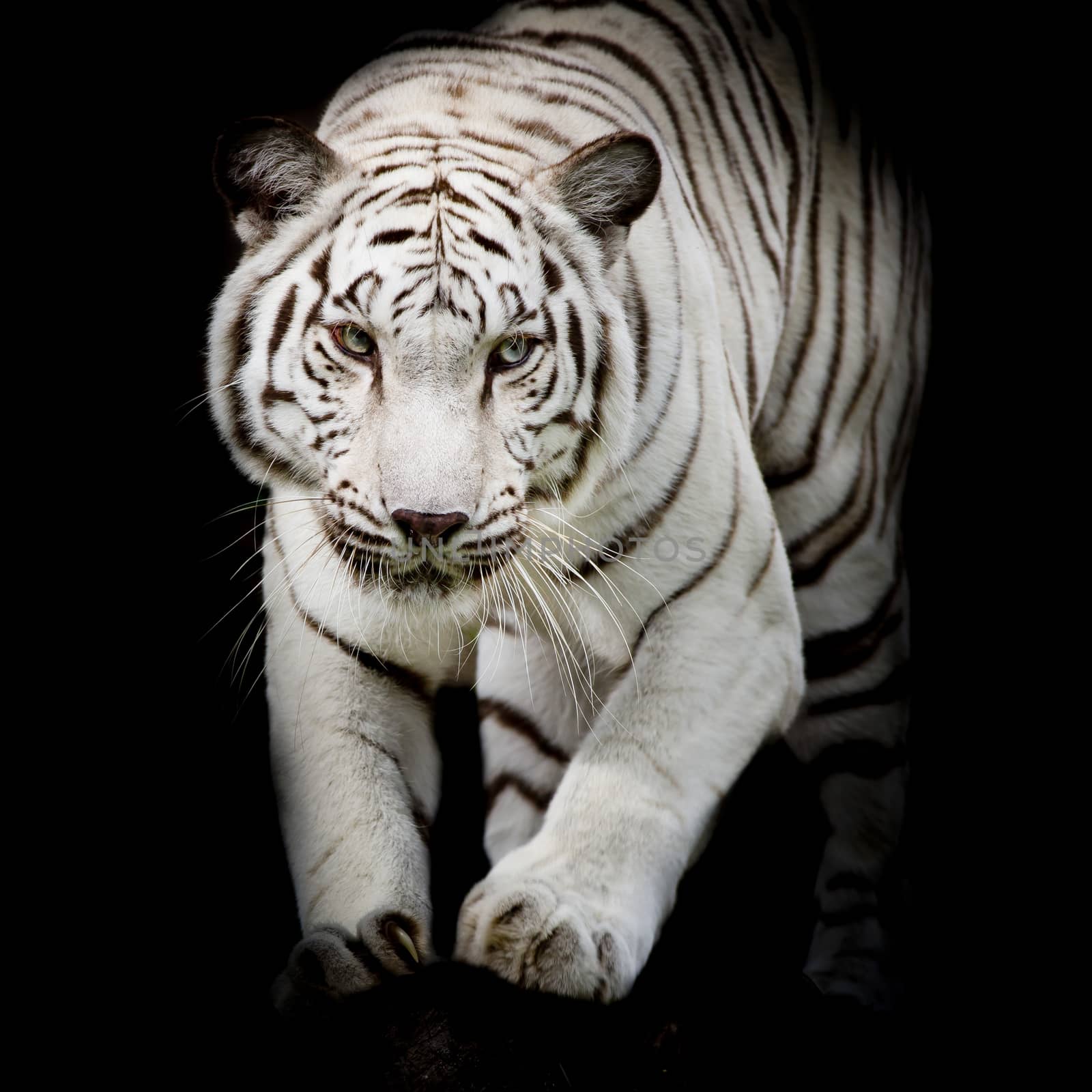 White tiger jumping isolated on black background