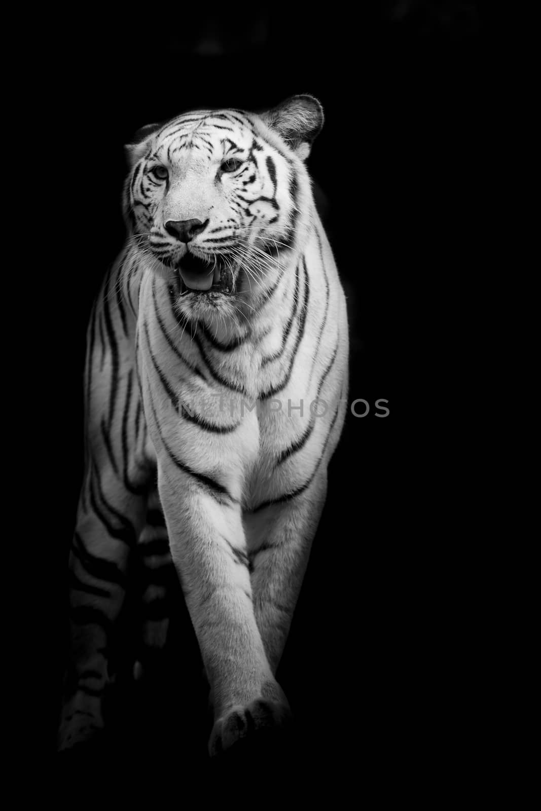 White tiger walking isolated on black background
