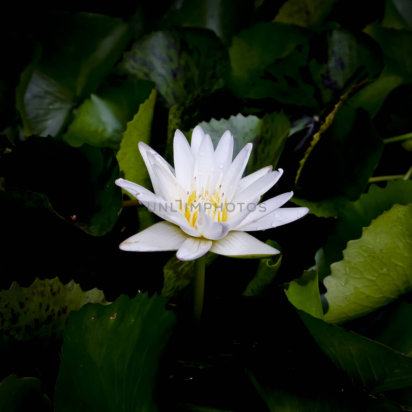 White lotus flower