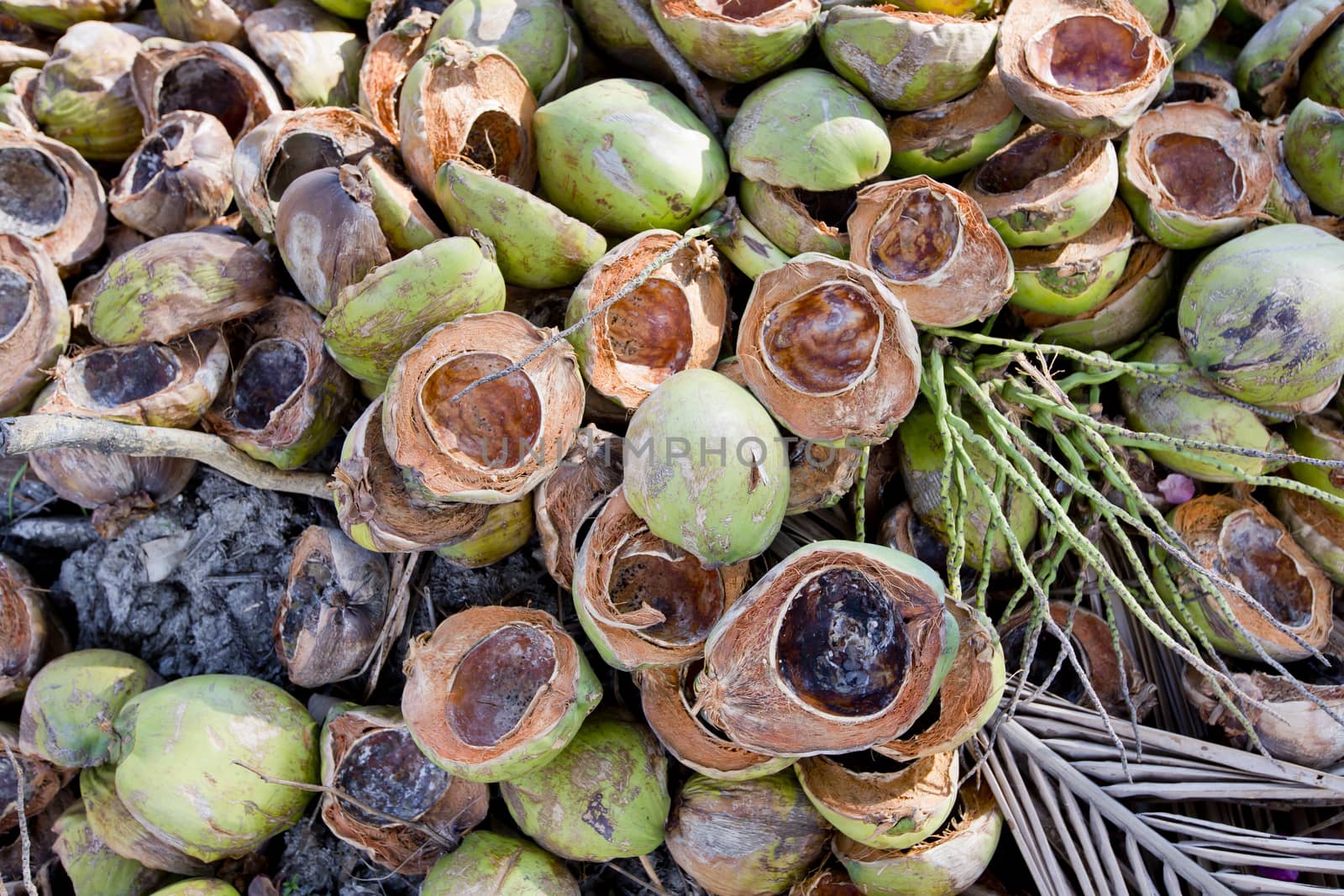 Fresh Coconuts with leaves background