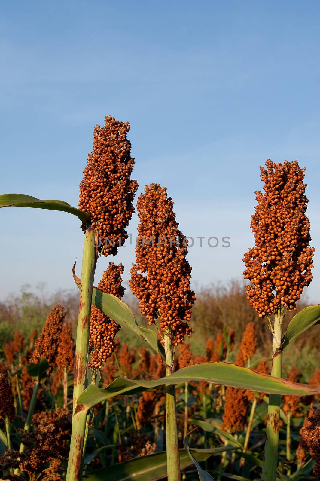 The sweet sorghum (Sorghum dochna provar) fodder crops.