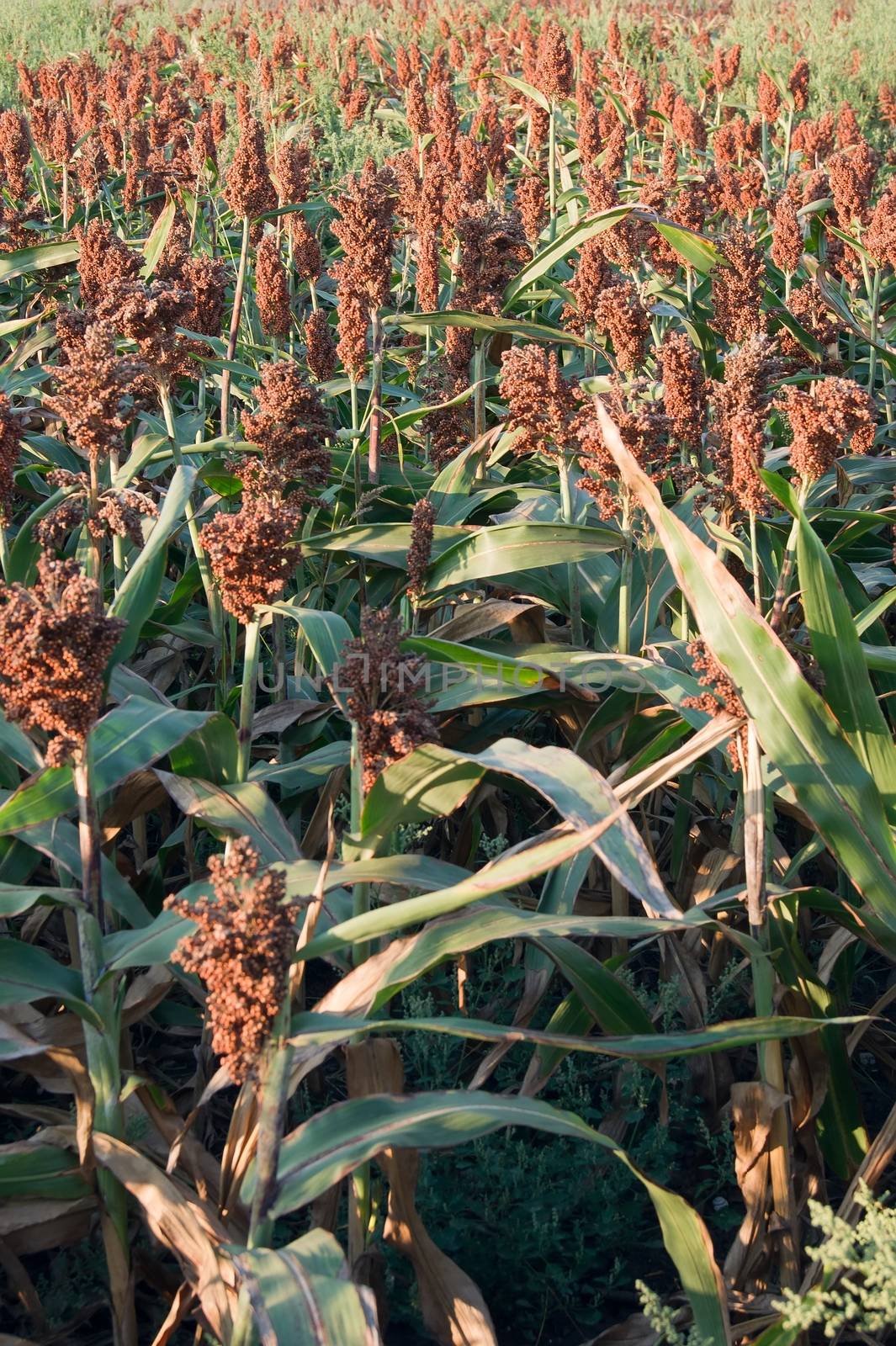 The sweet sorghum (Sorghum dochna provar) fodder crops.