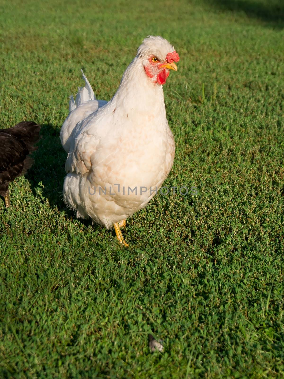 The dwarf tufted hens in the garden.