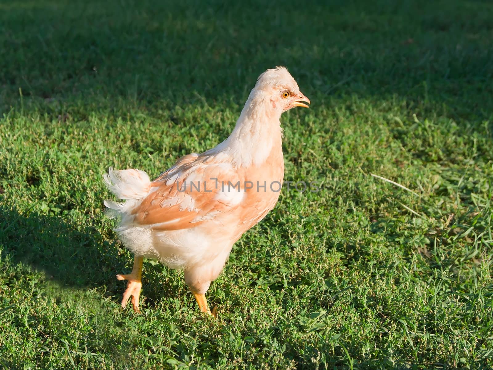 The young hen in the yard.