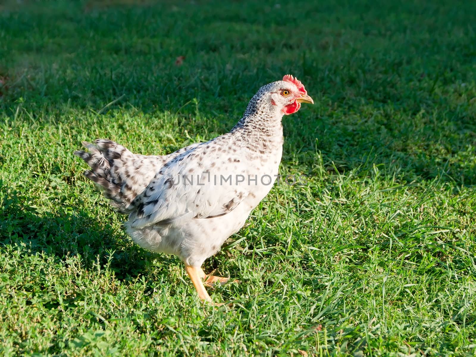 The young hen in the yard.