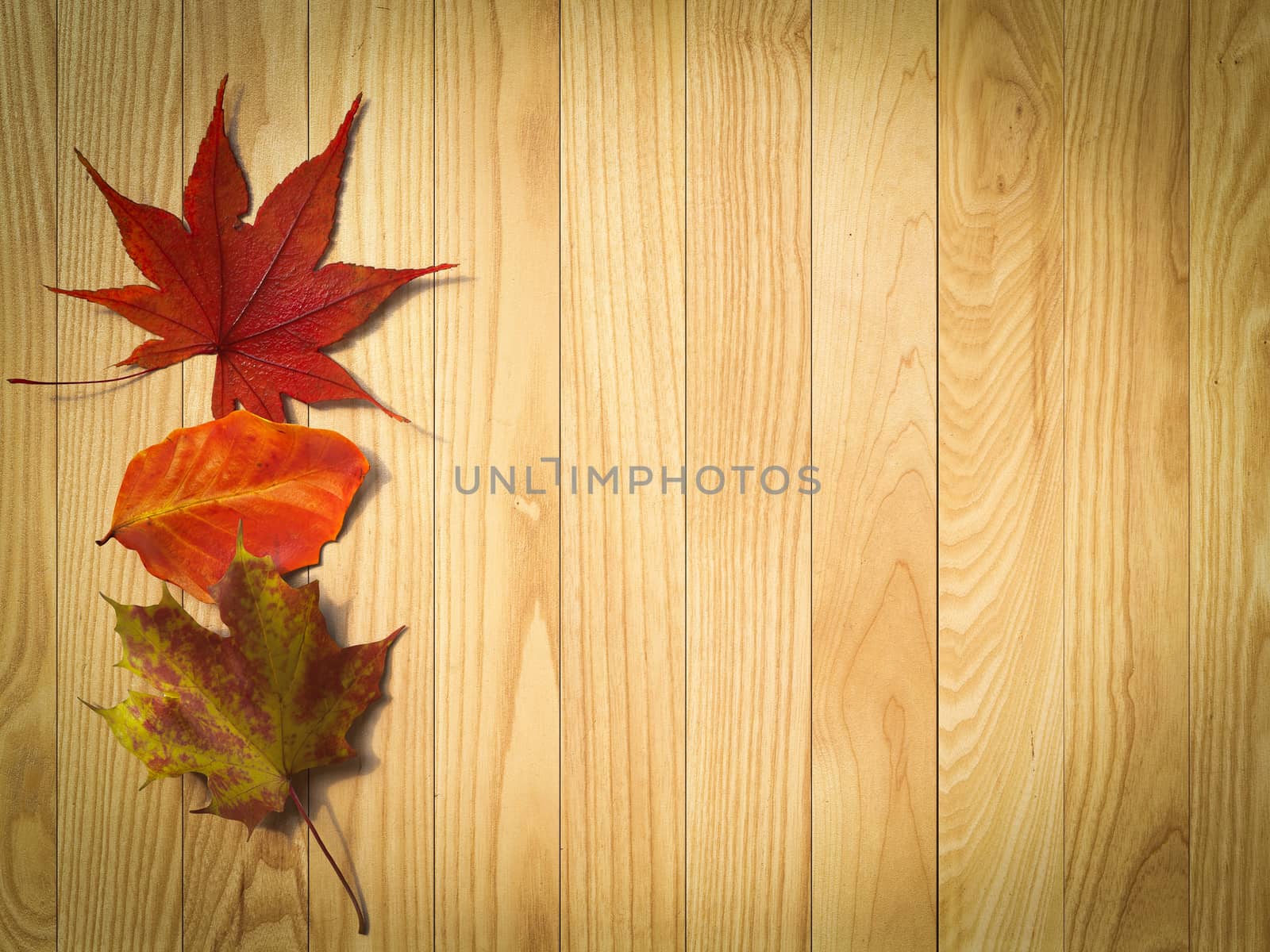 autumn leaves on the  wooden background composition