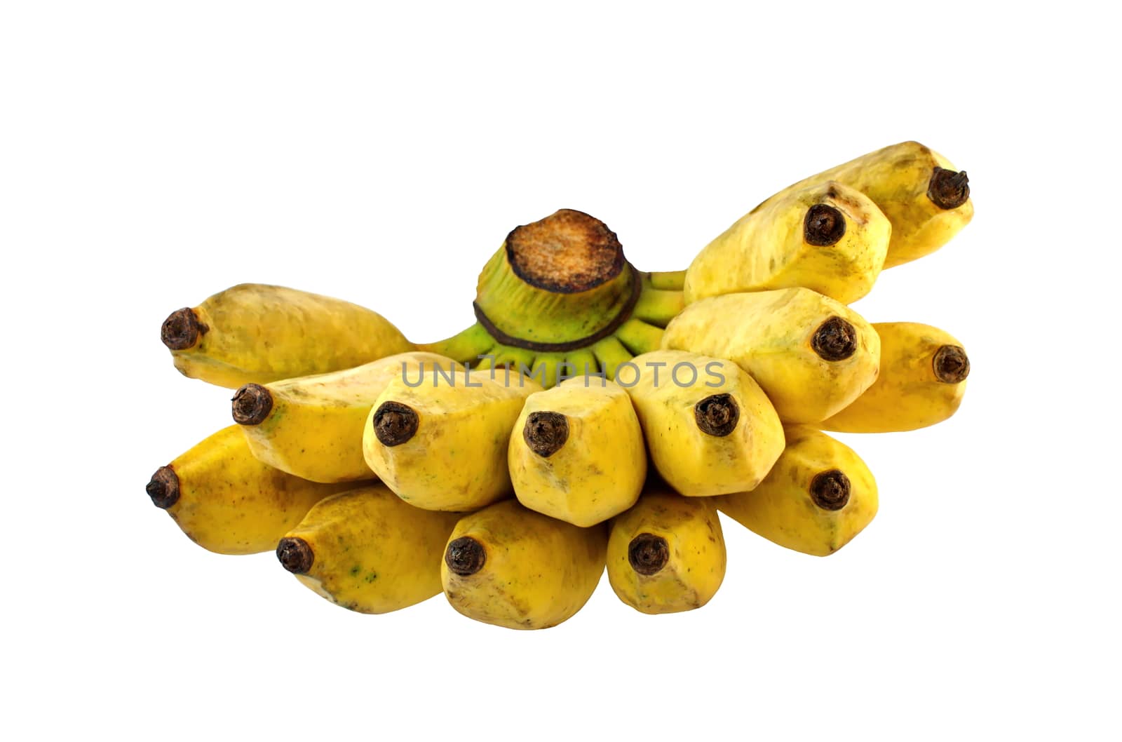 Pisang Awak banana, Namwa banana, Cultivate banana on isolate white background