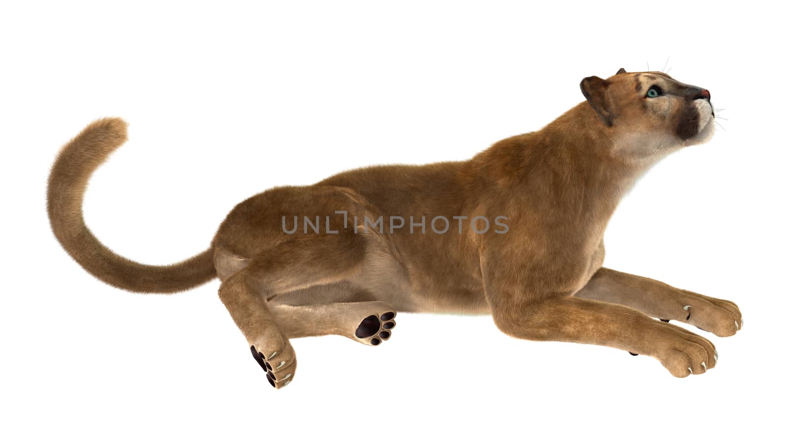 3D digital render of a big cat puma isolated on white background