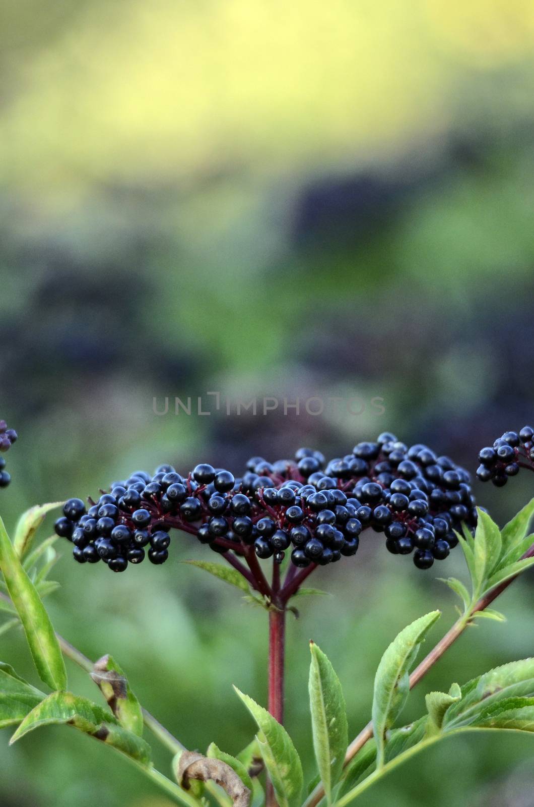 Picture of a bush with clusters of elderberry fruit