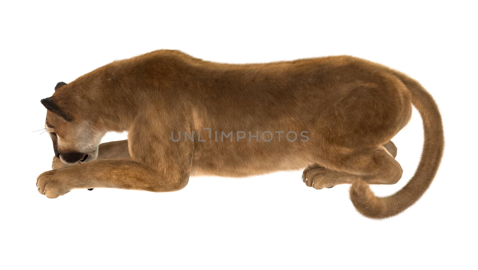 3D digital render of a big cat puma isolated on white background
