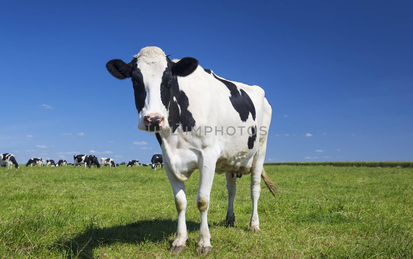 cow on green grass with blue sky by vwalakte