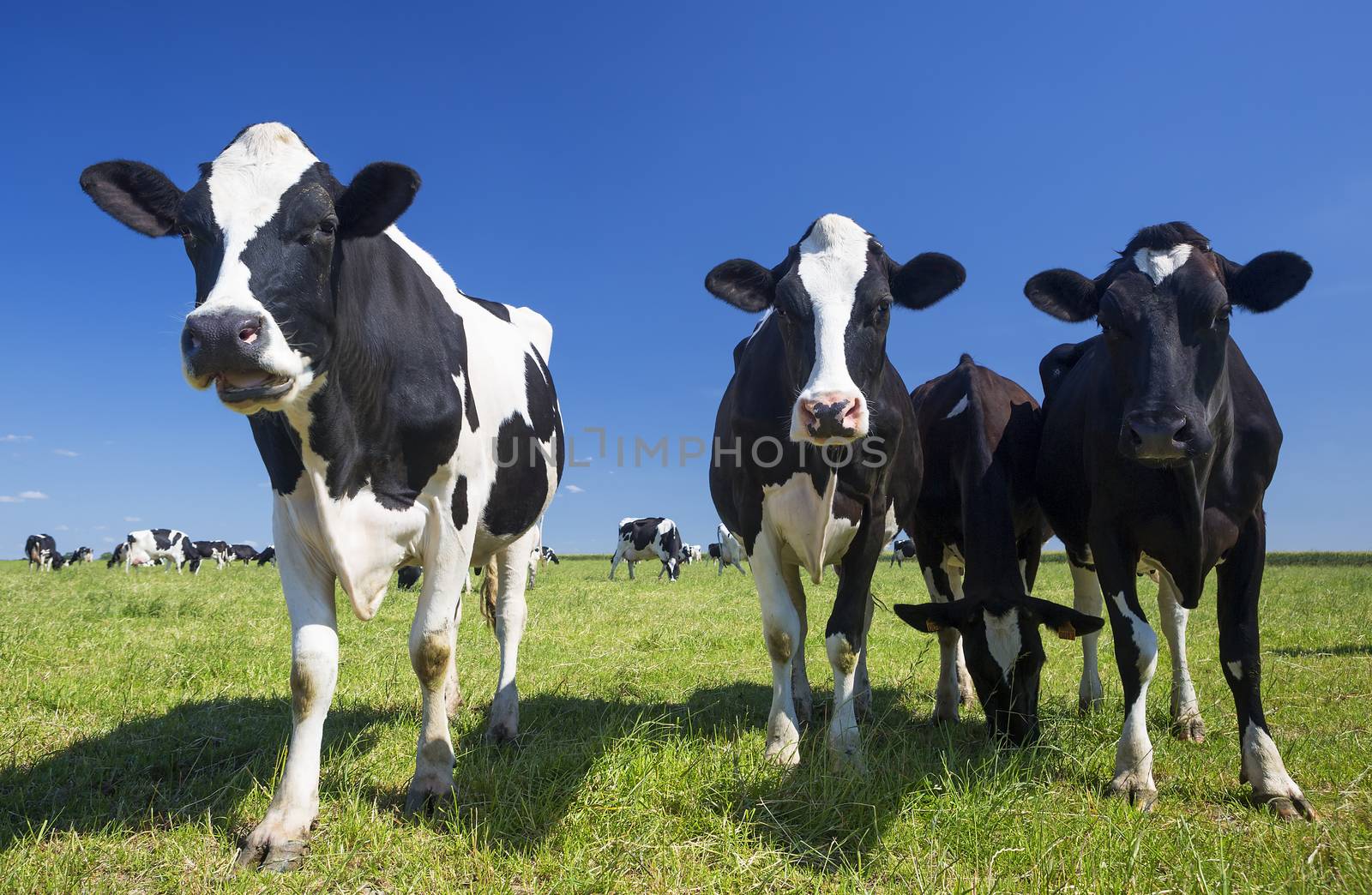 Cows on green grass with blue sky