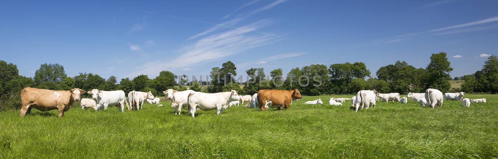 Panoramic view of cows on green grass.