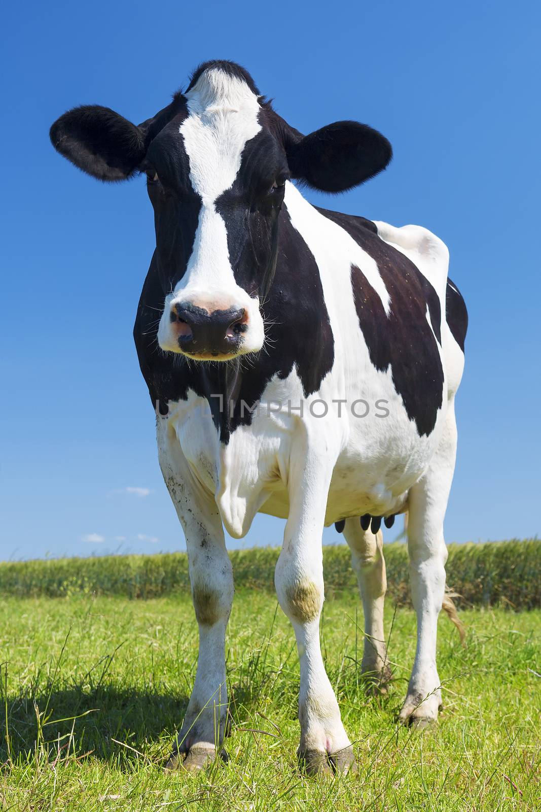 Portrait of cow on green grass and blue sky