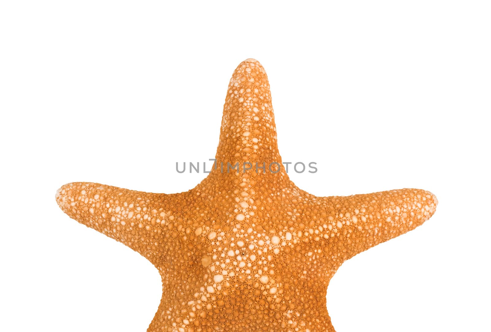 orange seastar isolated on white background