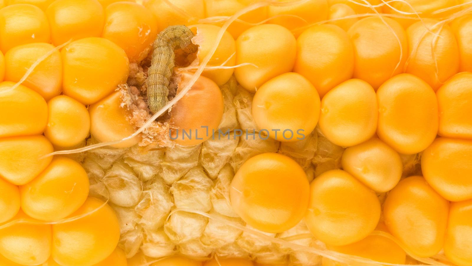 worm eating the corn by ozaiachin