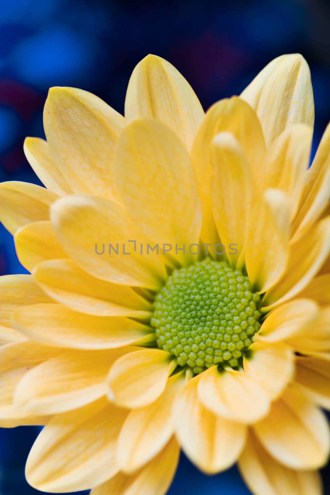 beautiful yellow flower petals closeup by ozaiachin