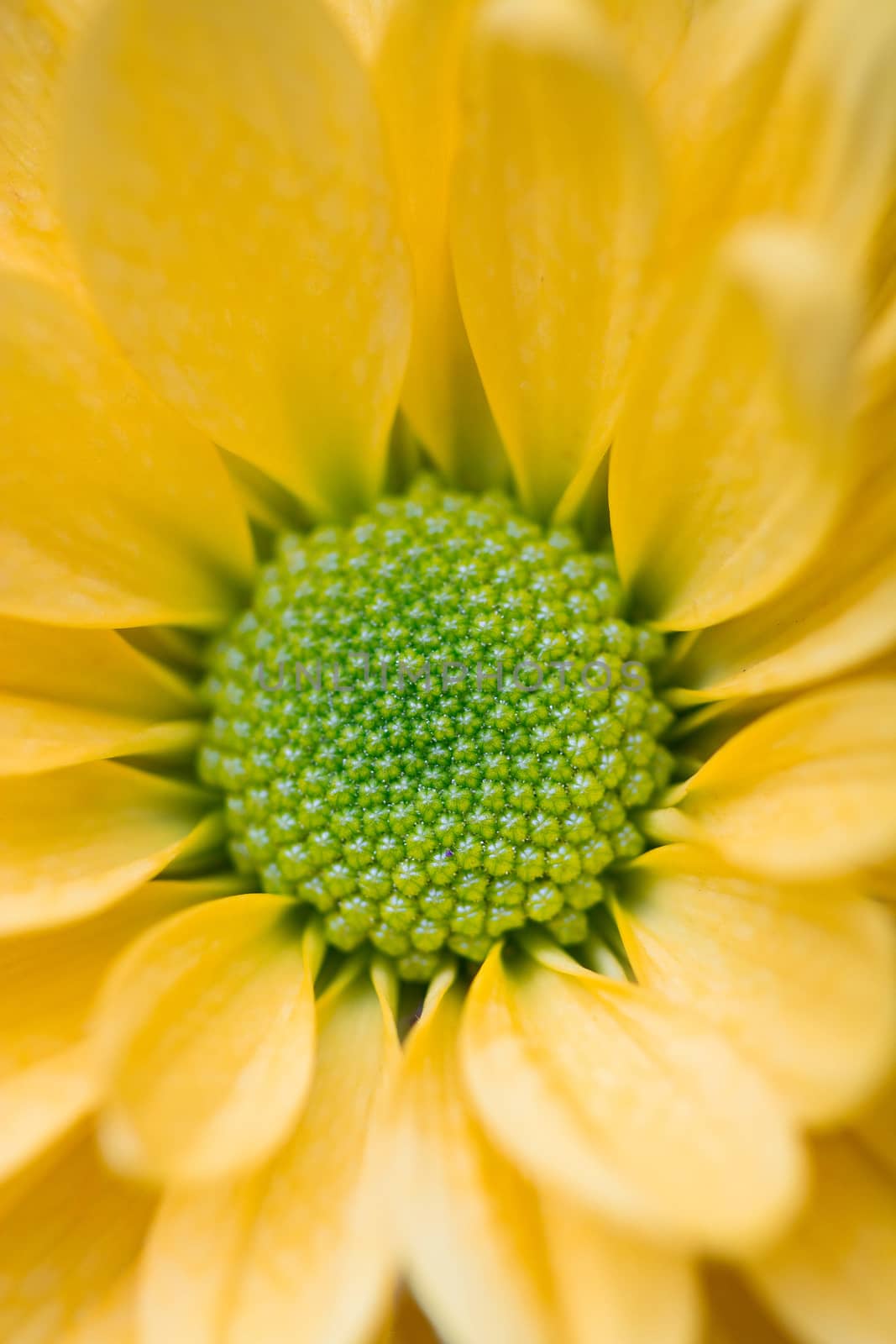 yellow daisy flower by ozaiachin