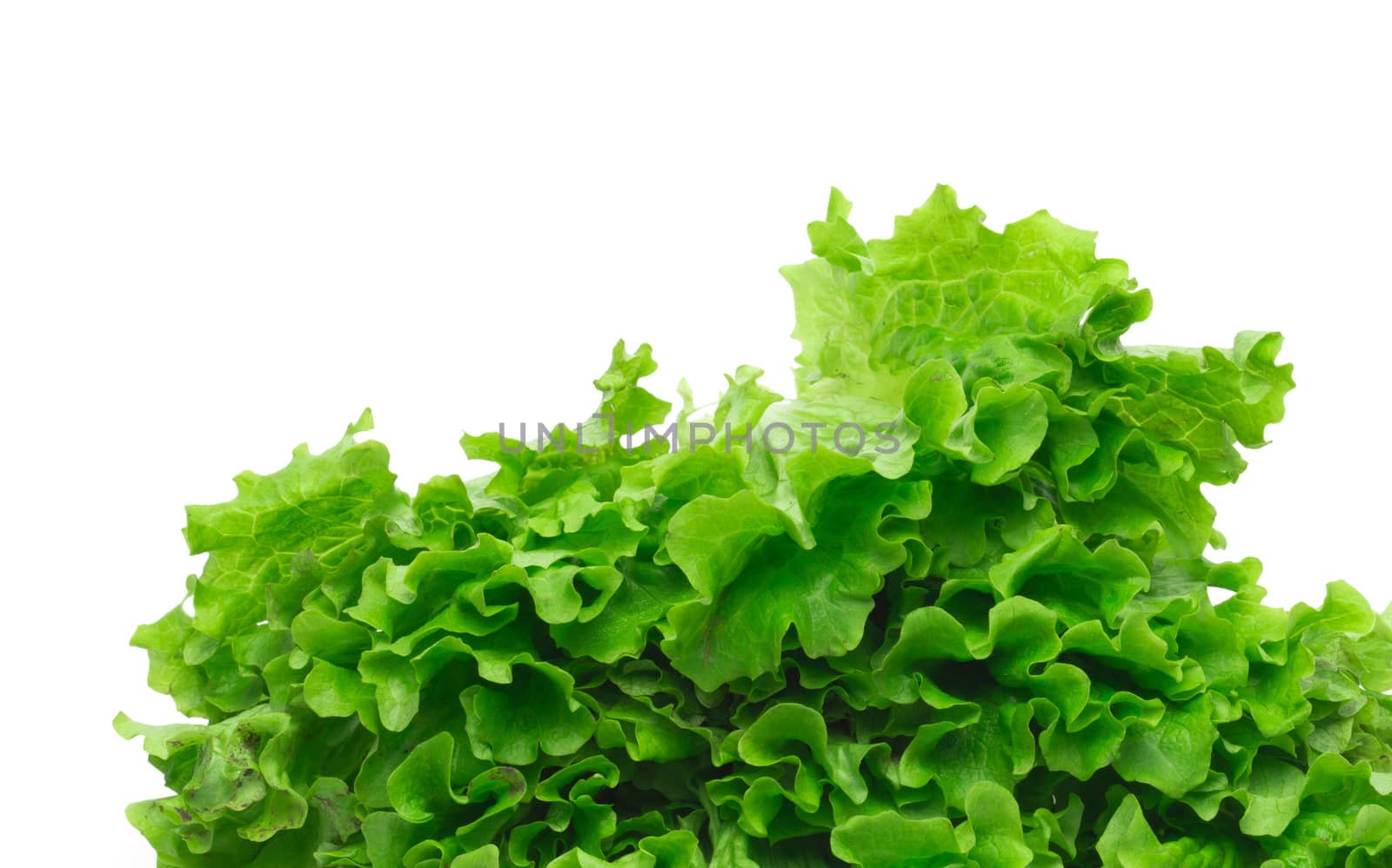 Selection of fresh mixed green salad leaves