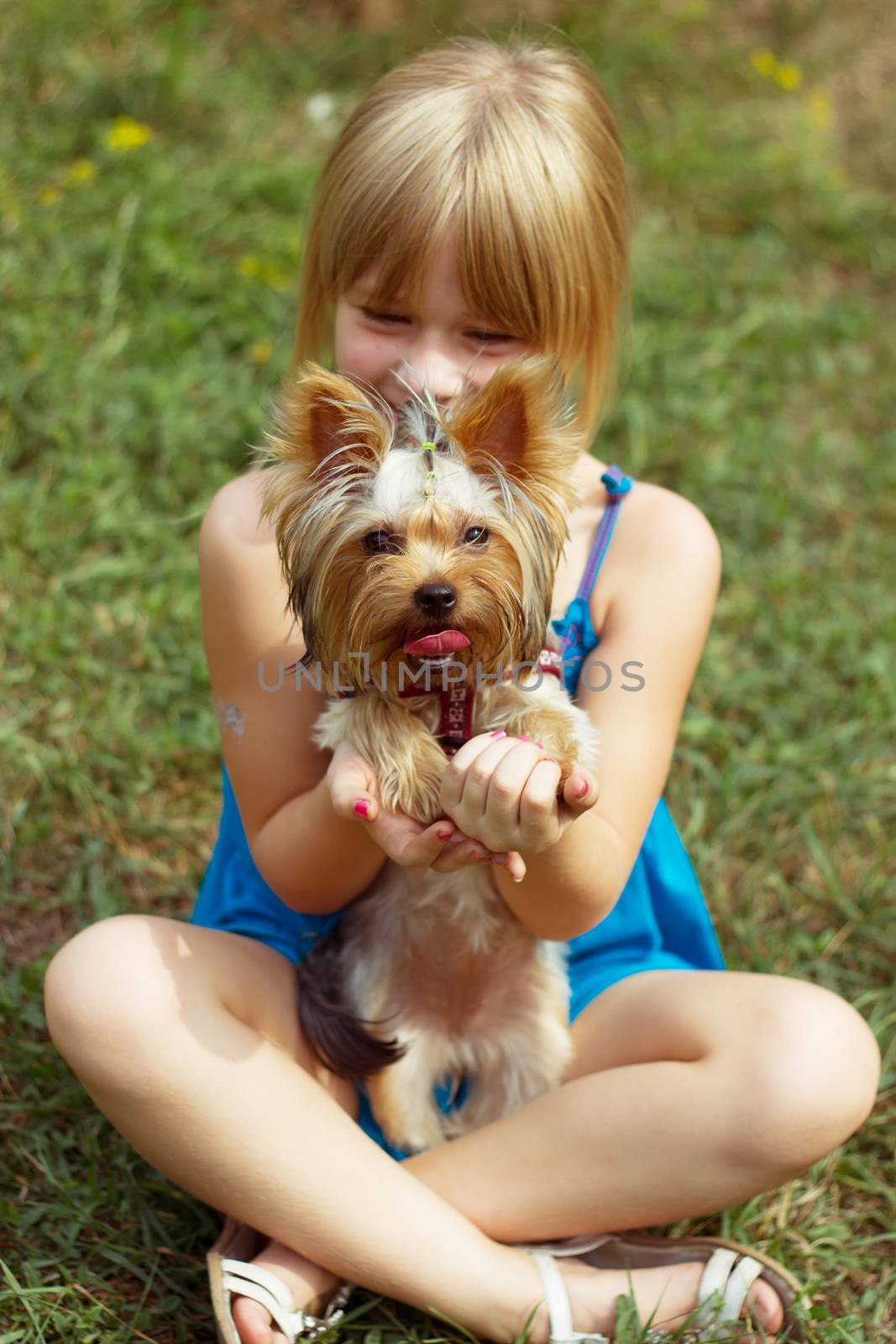 Girl 6 years old sitting on the grass and holds a Yorkshire Terrier