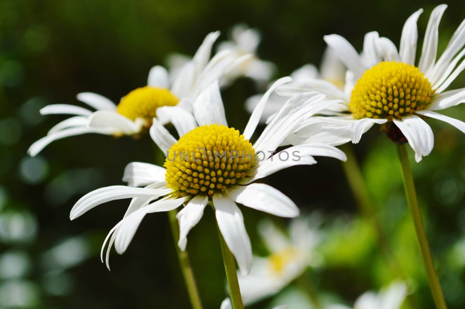 Oxeye Daisy (Leucanthemum vulgare) by paulst