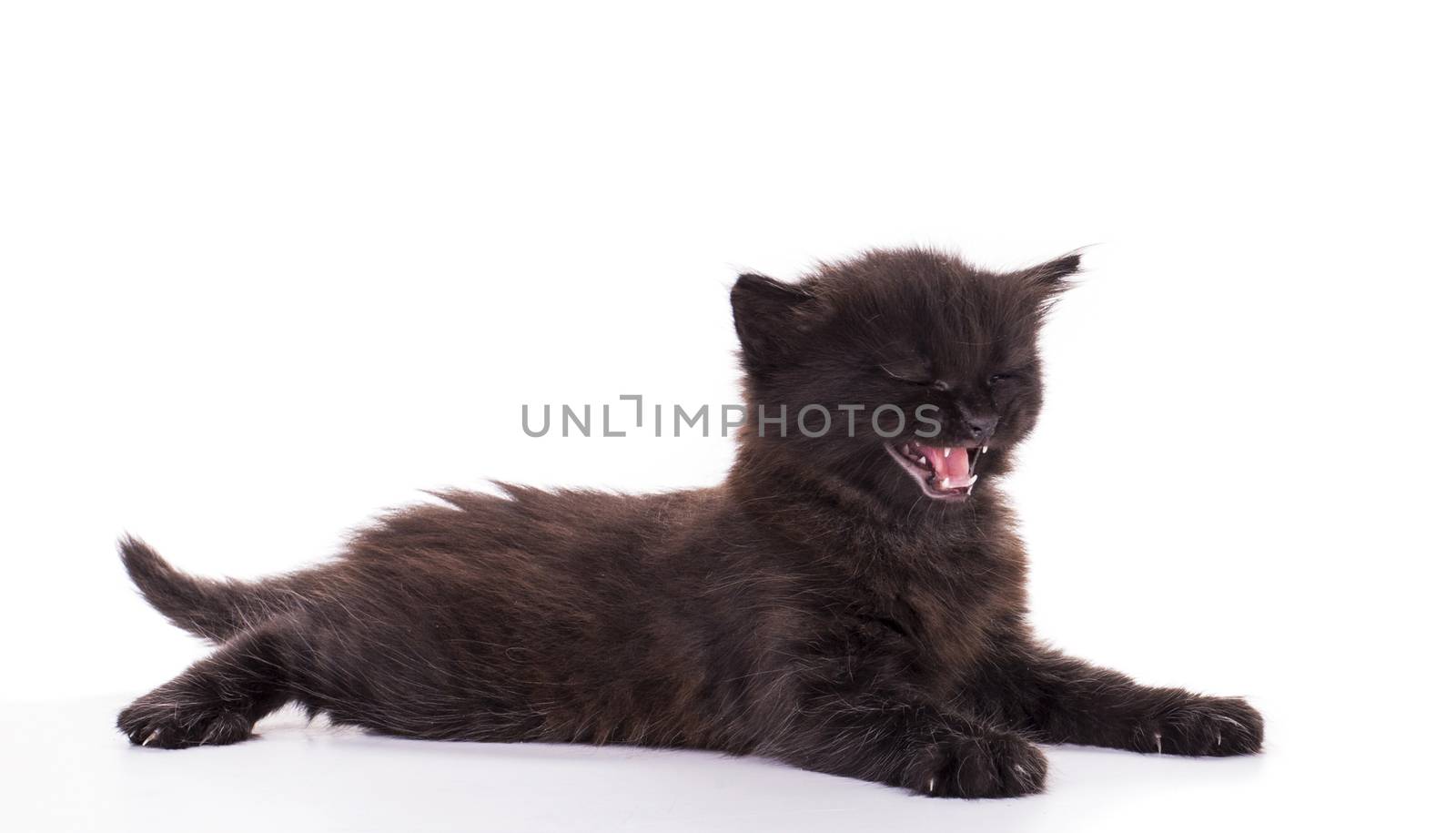 Black Kitten on white background by ozaiachin