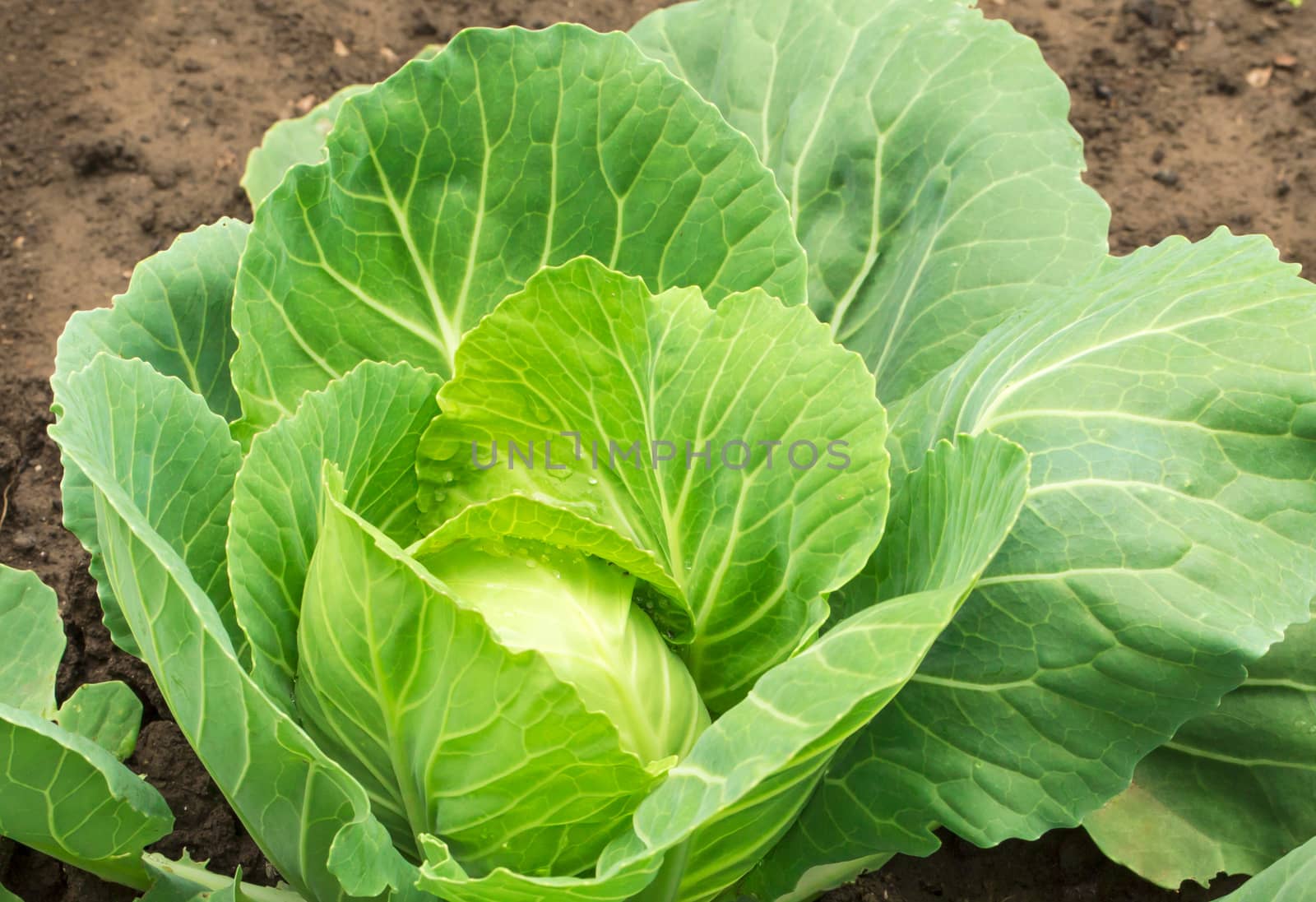 Fresh Cabbage