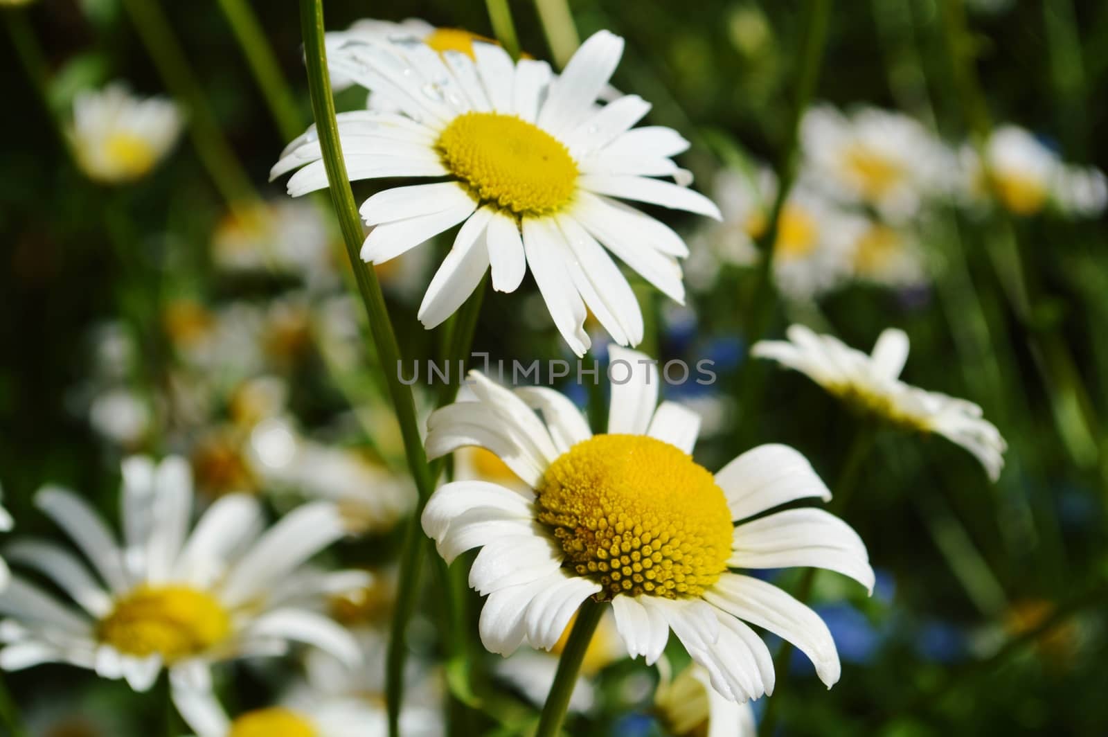 Close-up image of colourful Oxeye Daisies.