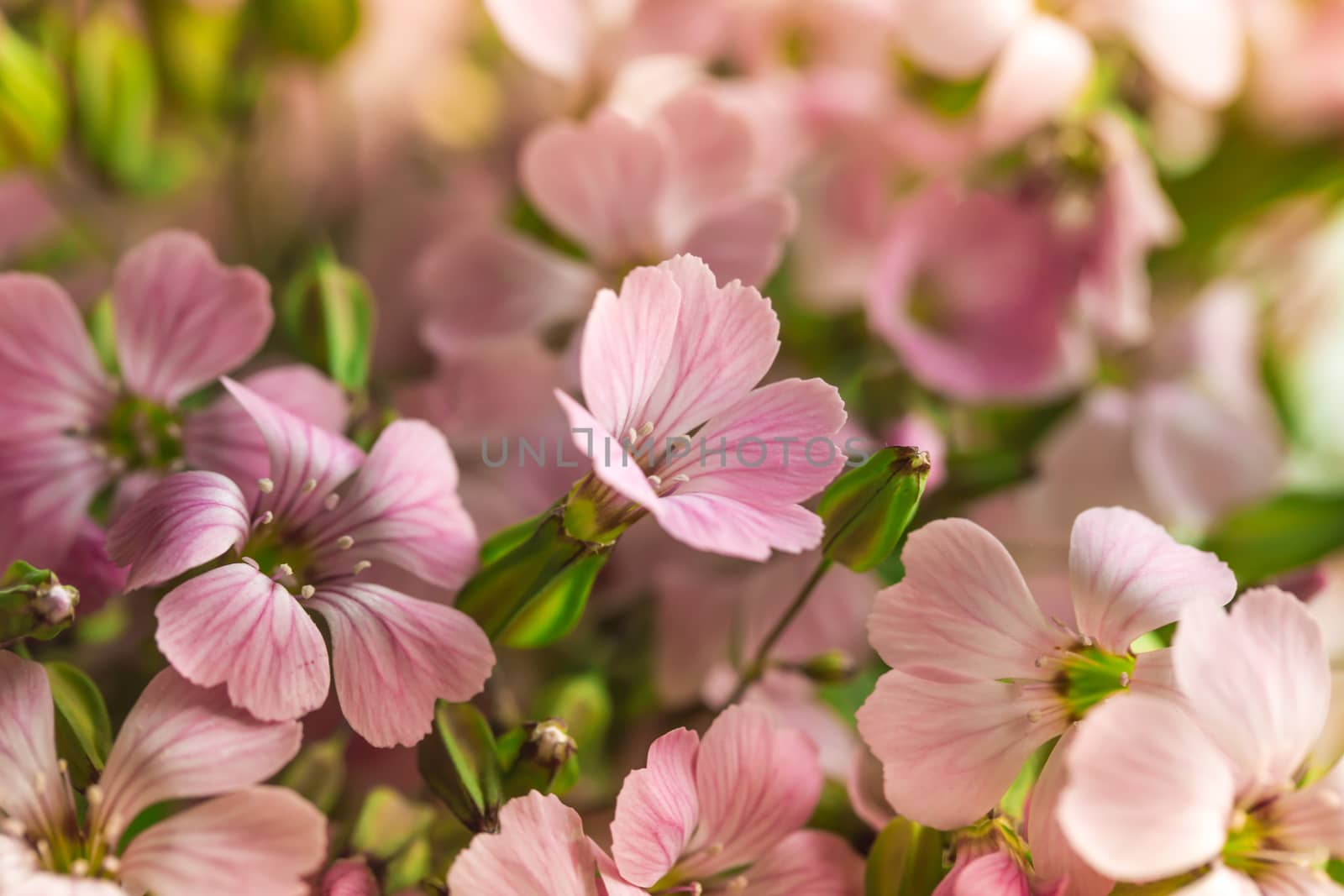 Pelargonium geranium group bright cerise pink flowers by ozaiachin