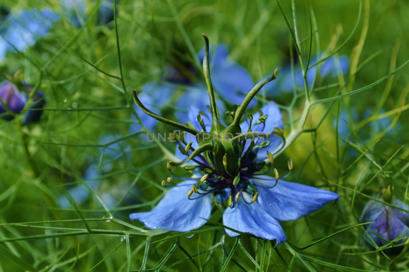 Close-up image of colourful blue Nigella flowers.