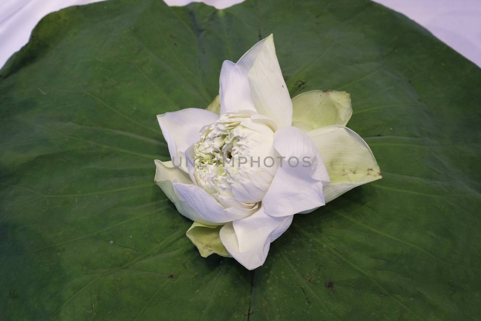 White Lotus flower isolate on lotus leaf by art9858