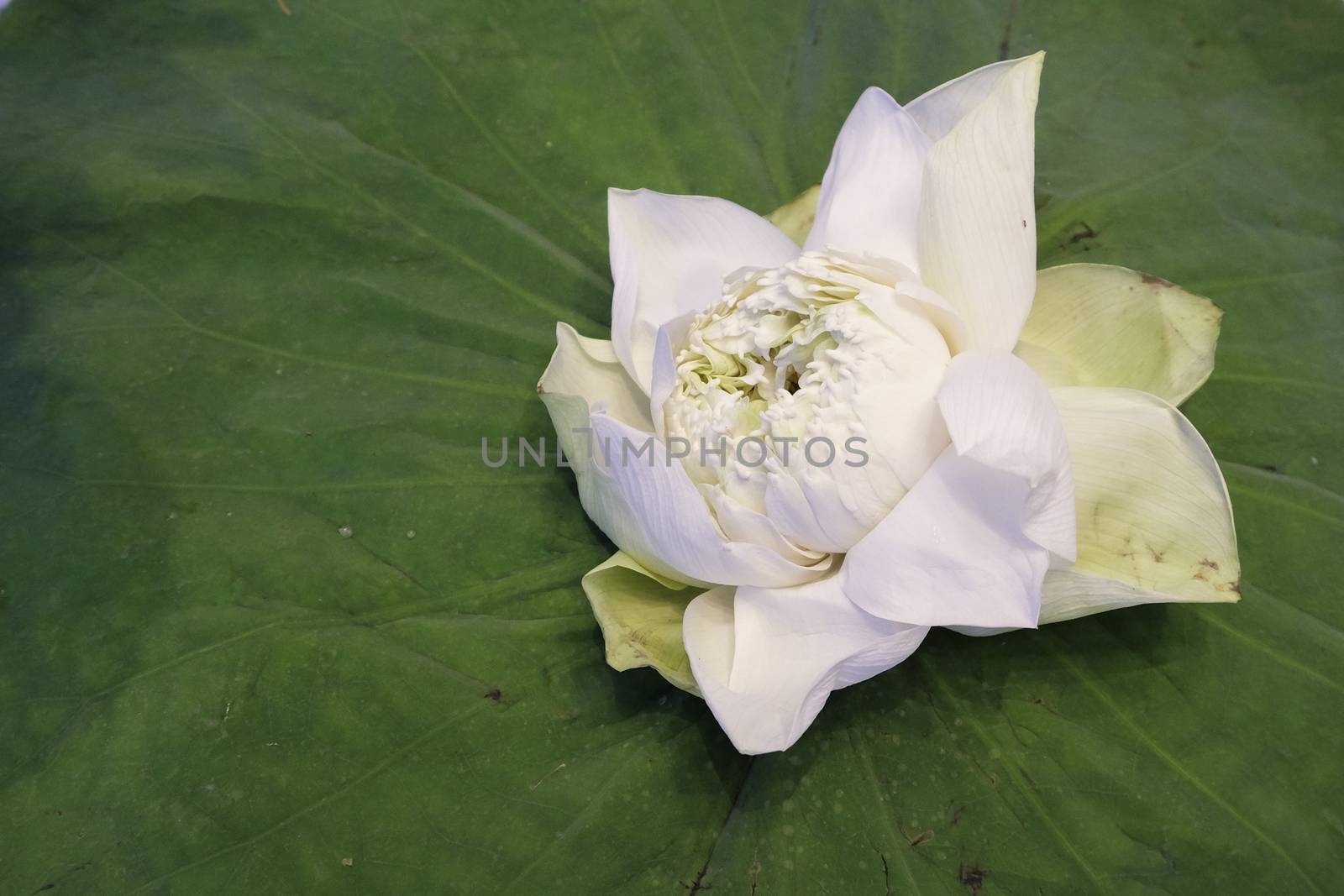 White Lotus flower isolate on lotus leaf by art9858