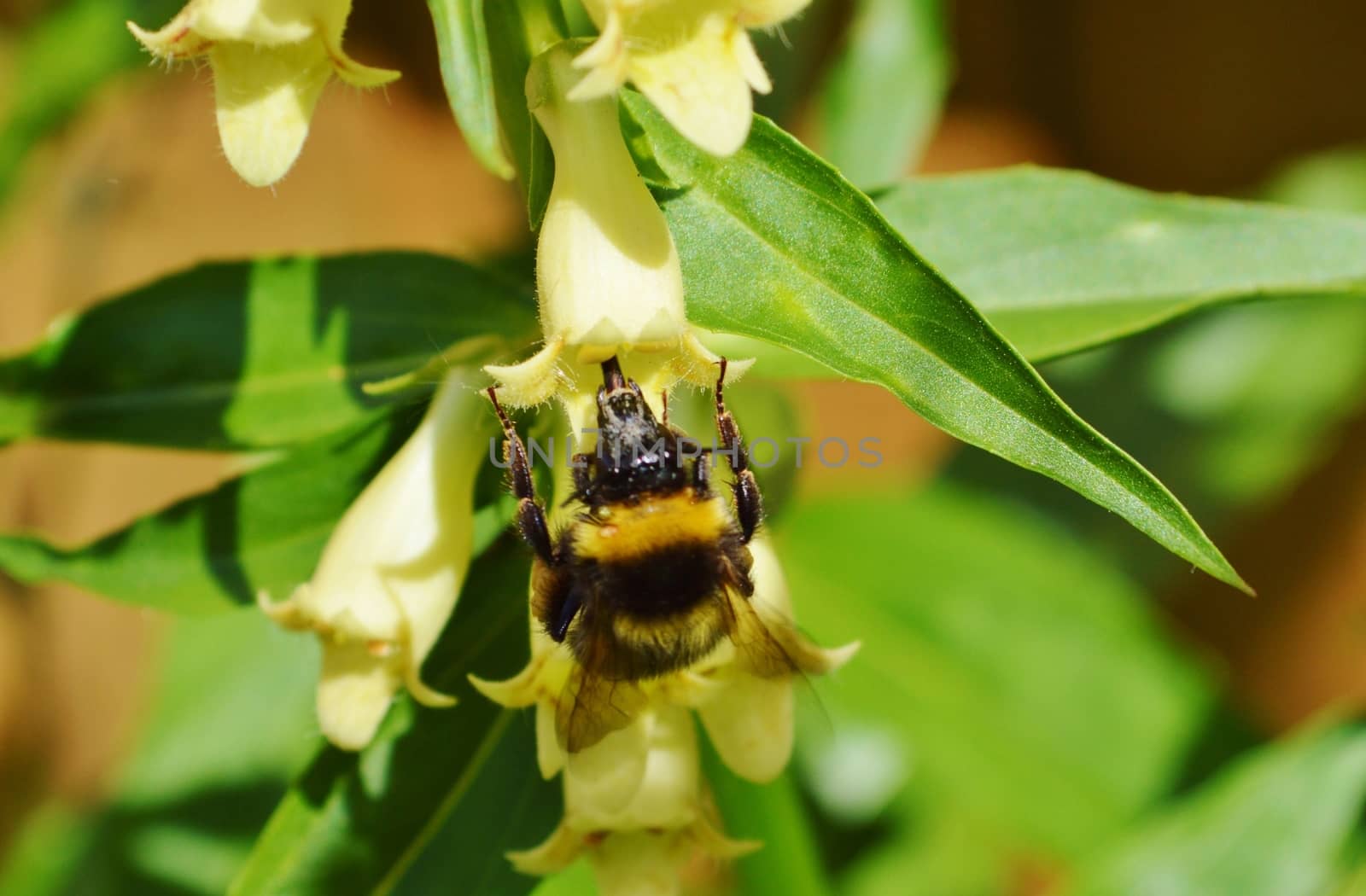 Close-up image of a Bumble Bee visiting a Yellow Foxglove.