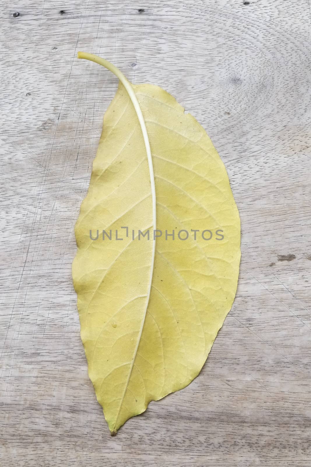 beautiful yellow leaf on wood background