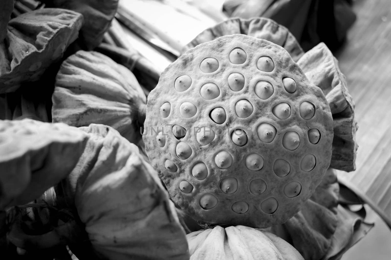 black and white Lotus seeds