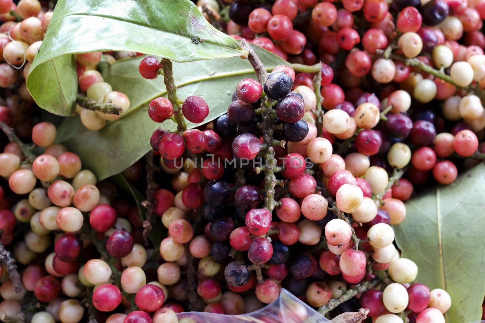 Antidesma thwaitesianum Mull.Arg., Ma-mao (thai name) Isan region of Thailand fruit with medicinal properties.