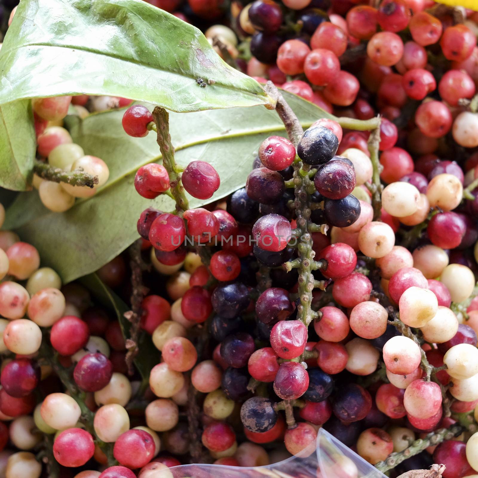 Antidesma thwaitesianum Mull.Arg., Ma-mao (thai name) Isan region of Thailand fruit with medicinal properties.