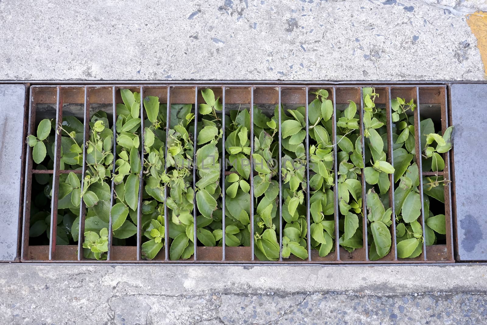 plant growing up in water drain