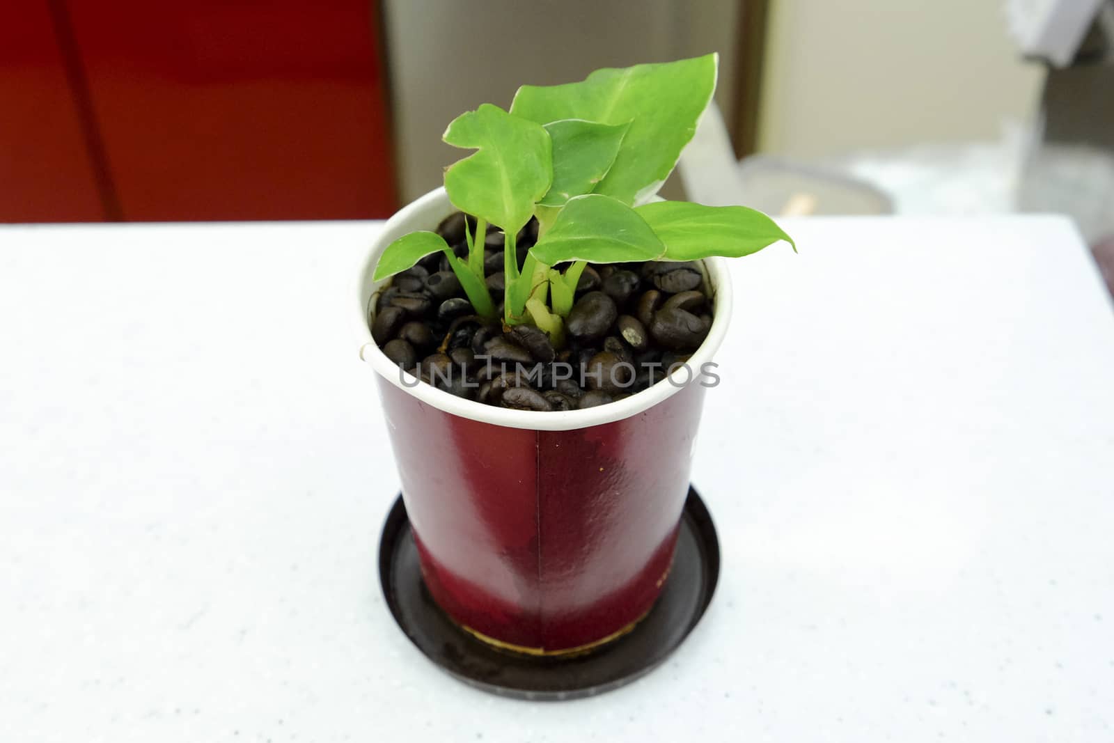 green plant in the small dark brown pot on white desk