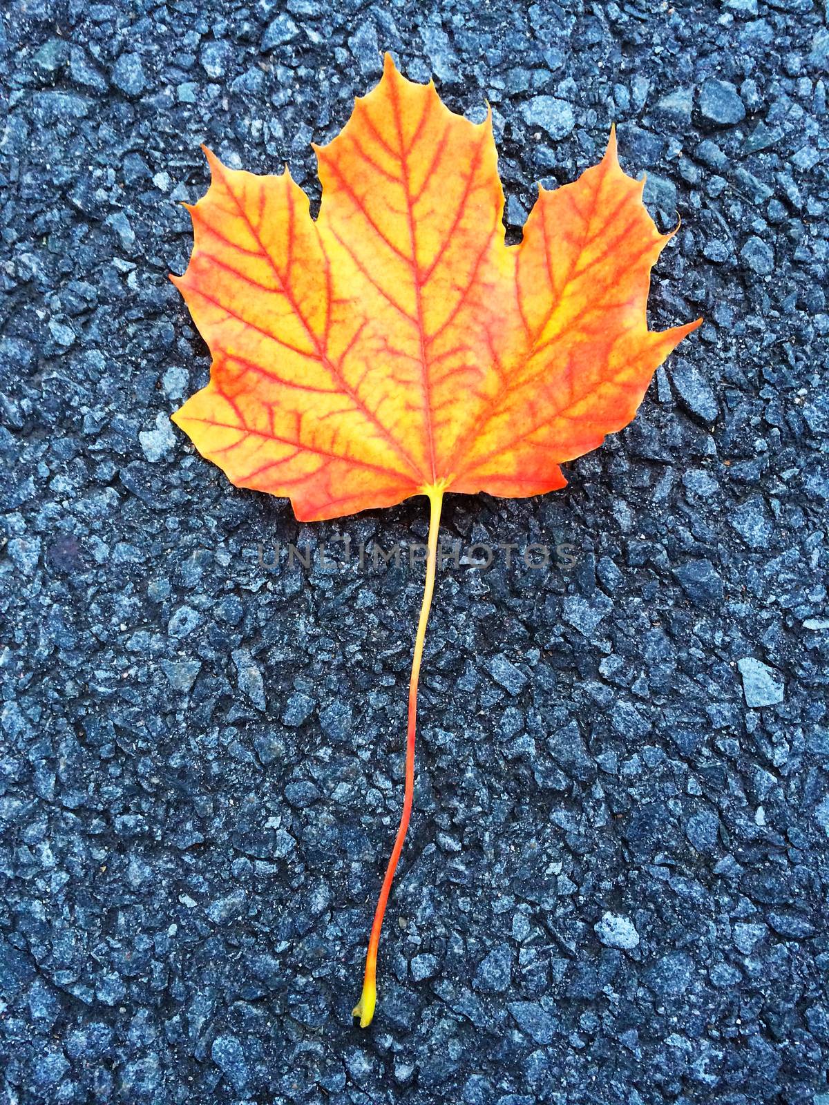 Orange maple leaf by anikasalsera